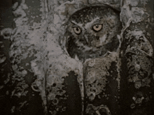 Owl Loop GIF - Owl Loop The Living Desert GIFs