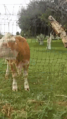 Come At Me Cow GIF - Cow Play Excited GIFs