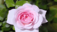 Rose GIF - GIFs