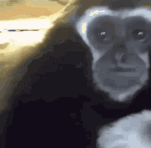 Sad Monkey GIF - Sad Monkey GIFs
