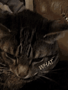 Cats Funny GIF - Cats Funny Animals GIFs