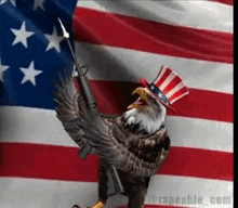 United States Bald Eagle GIF - United States United Bald Eagle GIFs