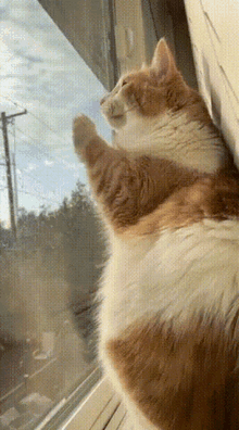 Tan Cat Scratch GIF - Tan Cat Scratch Tan Cat GIFs