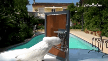 Parrot The Pet Collective GIF - Parrot The Pet Collective Open The Door GIFs