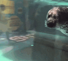 a seal is swimming in a tank and looking at the camera with a blurry background