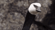 Scared Goose GIF