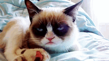 Eyeroll GIF - Grumpy Cat Cat GIFs
