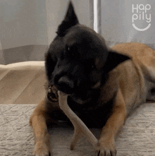 Biting A Piece Of Wood Happily GIF - Biting A Piece Of Wood Happily Playing With A Piece Of Wood GIFs