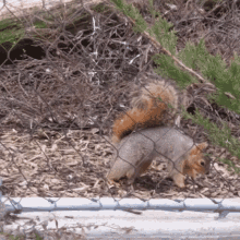 Squirrel Frantic GIF - Squirrel Frantic Packing GIFs