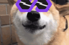 Polydoge Pdoge GIF - Polydoge Dog Pdoge GIFs