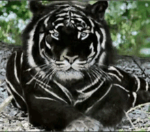 Black Tiger GIF - Black Tiger GIFs