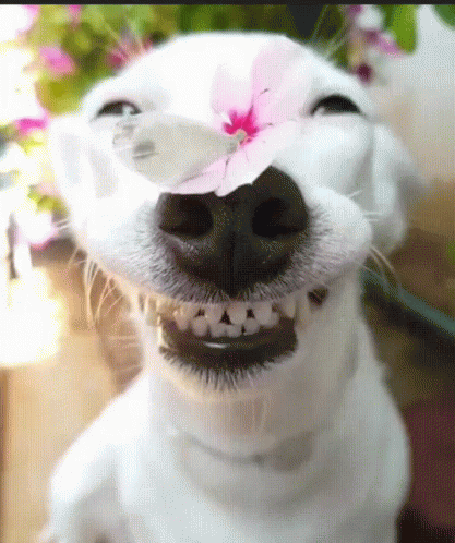 dog smiling tumblr