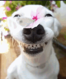 Dog Smiling GIF
