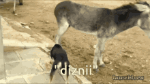 Diznii Donkey GIF