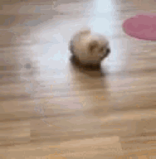 Cute Puppy Fuzzball GIF - Cute Puppy Fuzzball Furry Dog GIFs