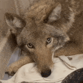 Coyote GIF - Coyote GIFs