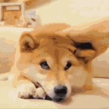 Doge Cheems GIF - Doge Cheems Dogs GIFs