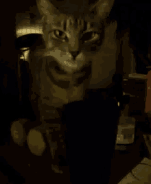 Thirsty Cat GIF - Thirsty Cat Licking GIFs