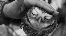 Owl Pet GIF - Owl Pet Petting GIFs