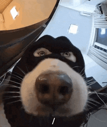 a close up of a dog 's face with a mask on