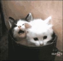 Yawning Cats GIF - Kittens Kitty Cats GIFs