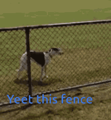 yeet this fence high jump cool goat