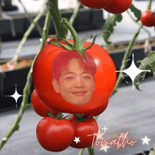 a tomato with a picture of a man 's face on it and the word tomato on it