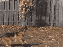 Dog Fail GIF - Dog Fail Fetch GIFs