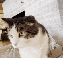 Doobie Cat GIF - Doobie Cat Cat GIFs