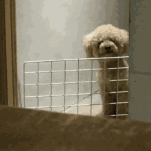Let Me Out Locked Dog GIF - Let Me Out Locked Dog Cute Dog GIFs