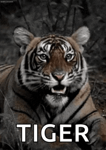 a picture of a tiger with the word tiger written on it
