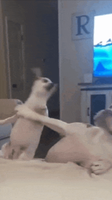 two dogs are playing on a bed in front of a television with the letter r on it