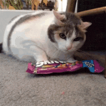 Funny Animals Cat GIF - Funny Animals Cat Food GIFs