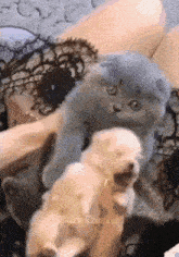 a woman is holding a puppy and a kitten in her lap .
