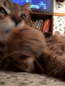 Cat Paw Cat Cleaning GIF - Cat Paw Cat Cat Cleaning GIFs