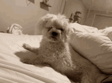 Marley The Dog Marley GIF - Marley The Dog Marley Excited GIFs