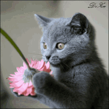 a gray cat is holding a pink flower in its paws and the word diva is on the bottom right
