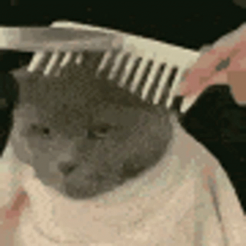 barber-cat-cat.gif
