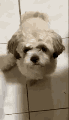 Chestnut Cute GIF - Chestnut Cute Dog GIFs