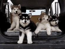 Dogs Puppies GIF - Dogs Puppies Cute GIFs