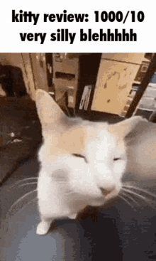 Kitty Review Milly Cat GIF - Kitty Review Milly Cat Blehhh Cat GIFs