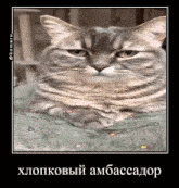 Komaru Komaru Cat GIF