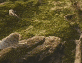 a group of animals are standing on top of a grassy hill