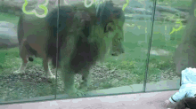 lion baby zoo glassbarrier pacing