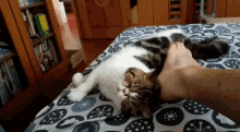 Cat Petting GIF - Cat Petting Love My Pet GIFs