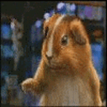 Hamster Kung Fu GIF - Hamster Kung Fu Funny GIFs