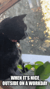 Cat Fair Weather GIF - Cat Fair Weather Great Day GIFs