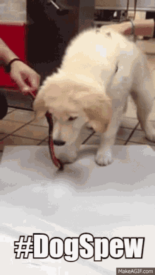 a dog is being held by a person with the words #dogspew written below it