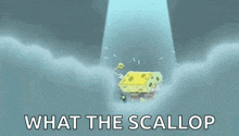 Scallop Spongebob GIF - Scallop Spongebob Meme GIFs