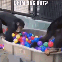 Chimping Out Friday GIF